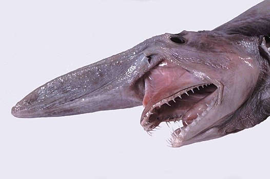 Почему глубоководные рыбы так страшно выглядят?