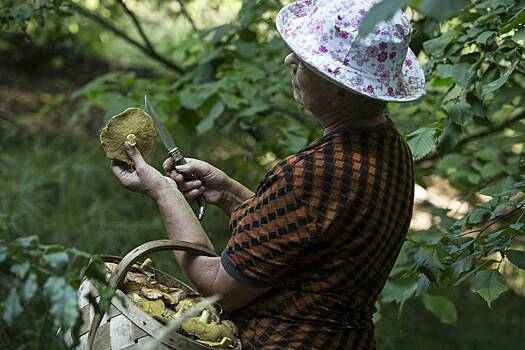 Русская женщина обнаружила в лесу огромные грибы-зонтики