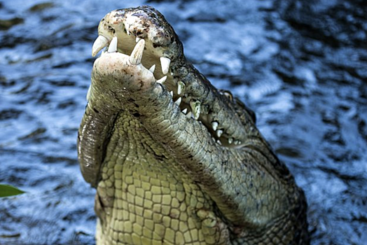 Крокодил из Индонезии напал на женщину в болоте