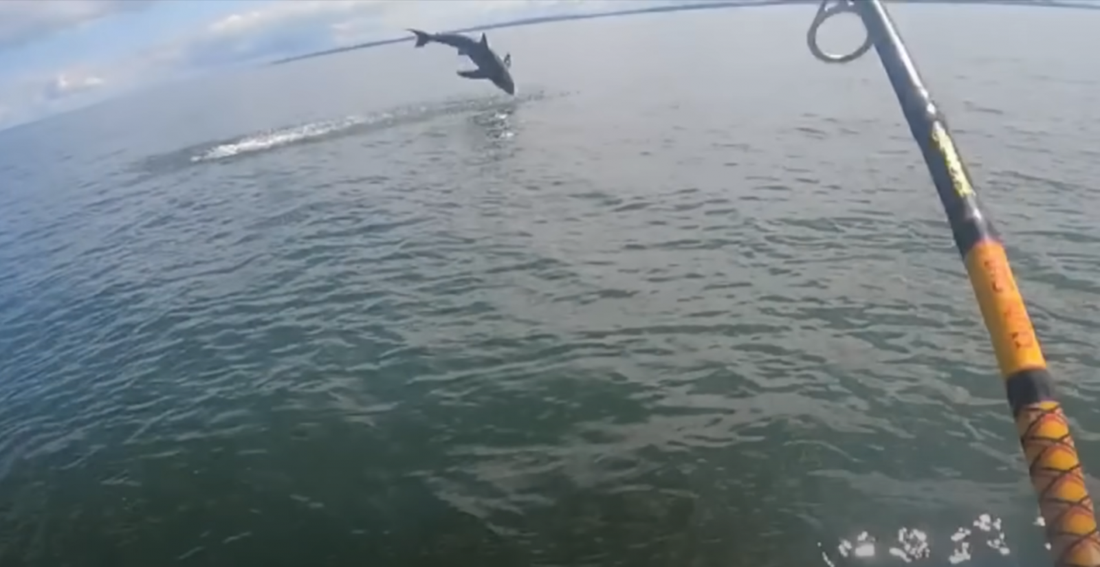 Канадский рыбак случайно поймал на удочку акулу-людоеда