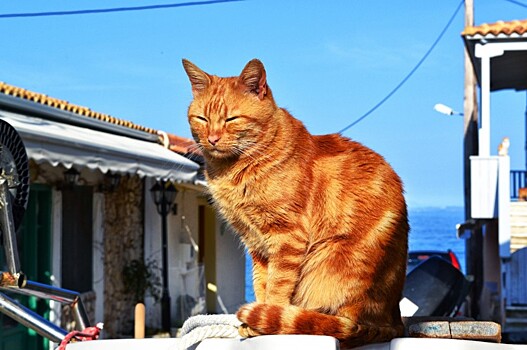 Моргание кошек: что означает медленное мигание? Научное объяснение