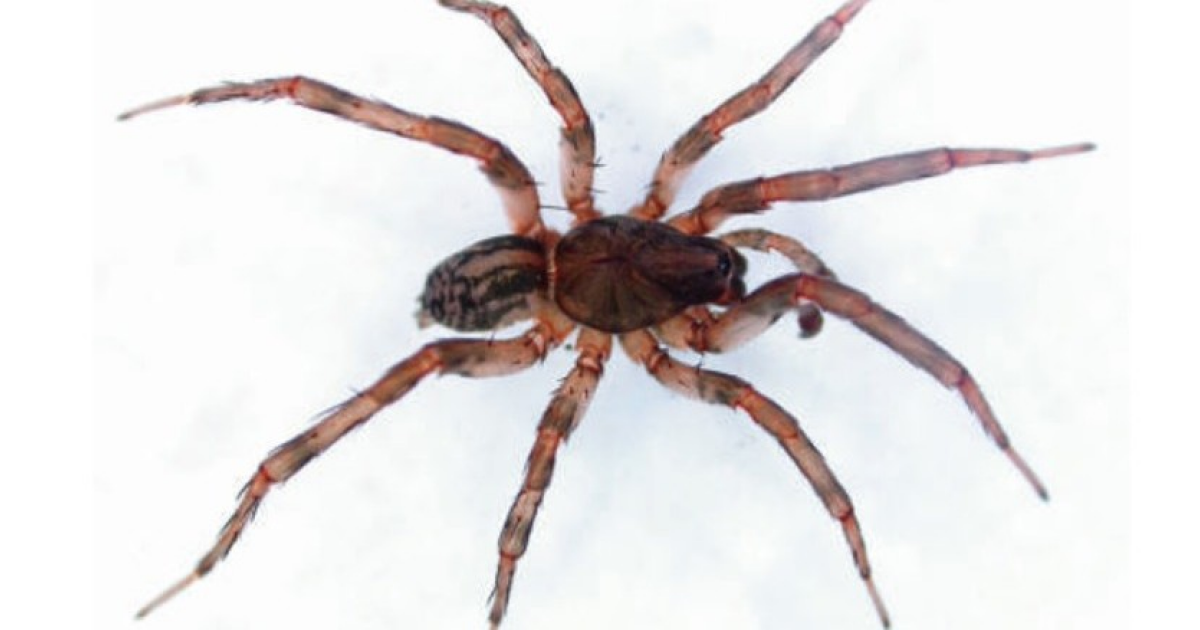 Описаны три новых вида пауков-волков с острова Святой Елены арахнологами