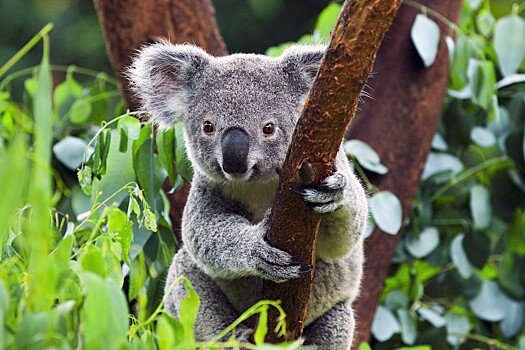Останки древнейшего родственника коалы обнаружены биологами в центральной Австралии