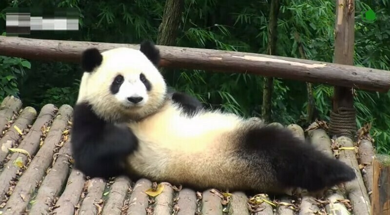 почему панды кувыркаются и другие интересные факты о пандах