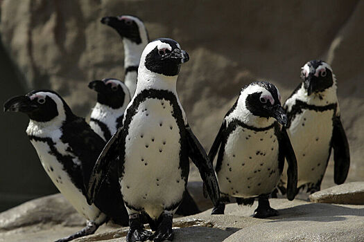 Стало известно, как пингвины различают друг друга