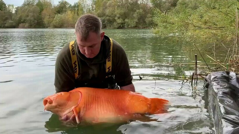 Видео: британец поймал самую большую золотую рыбку