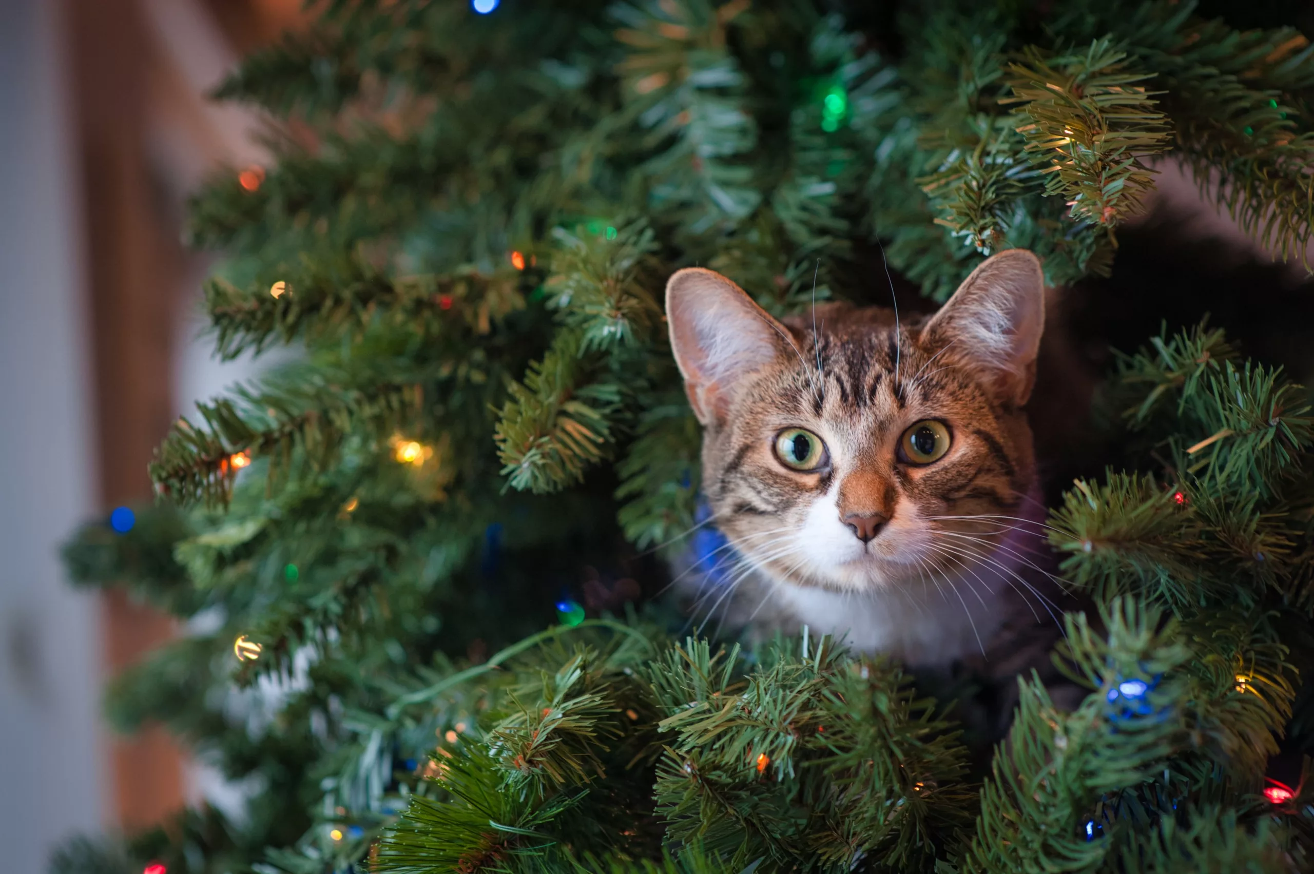 Новогодней елки 5. Новогодний кот. Новогодние котята. Новогодняя елка фото. Кошка и елка.