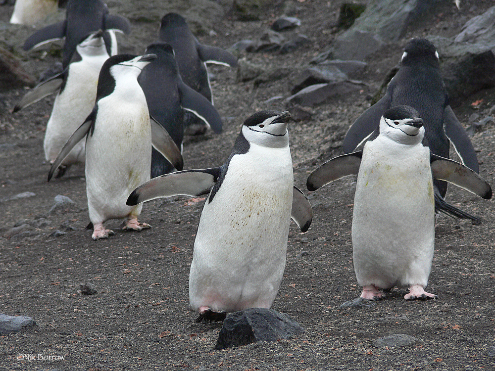 pingviny mogut zasypat do 10 tysyach raz v den