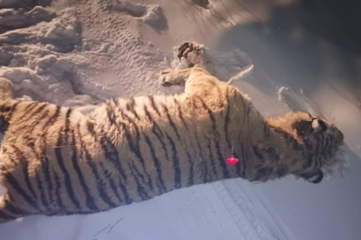 rasterzavshego sobaku amurskogo tigra poymali v primore