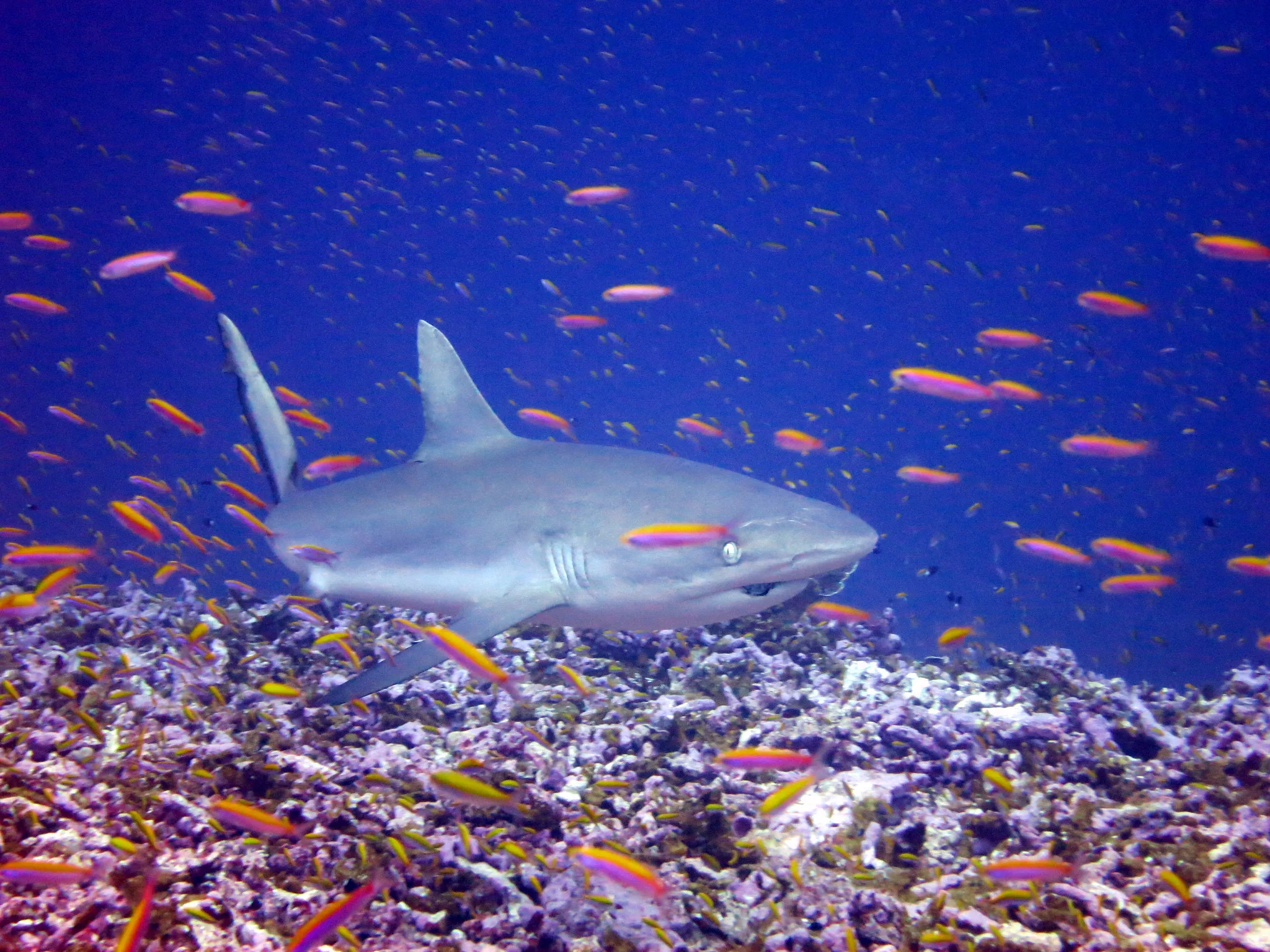 Темнопёрая серая акула. Grey Reef Shark. Depth все акулы. Чего нет у акулы.