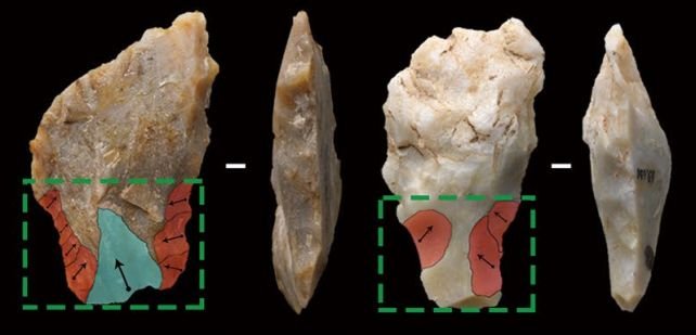 Фото: Yang et al., Nat. Ecol. Evol., 2024