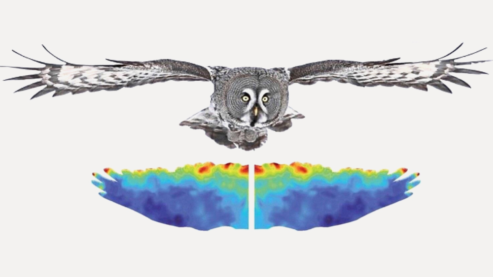 Раскрыт секрет бесшумного полета сов