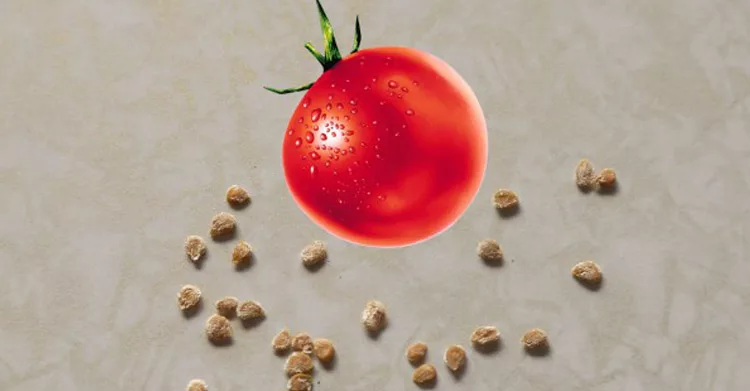 Форма семян томата. Семена томатов. Семечко помидора. Пророщенные семена томатов. Семена из помидор.
