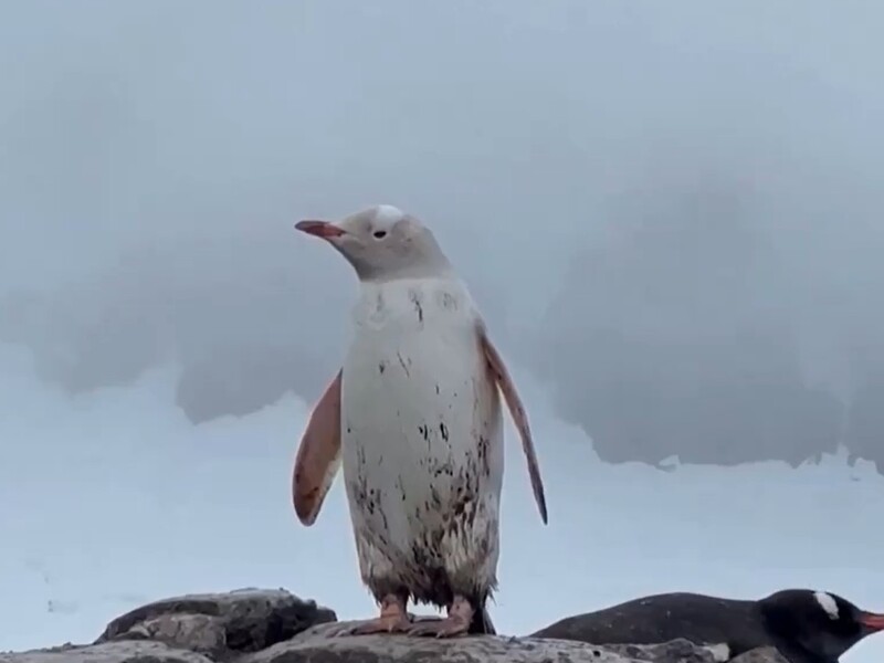 v antarktide zametili belogo pingvina video