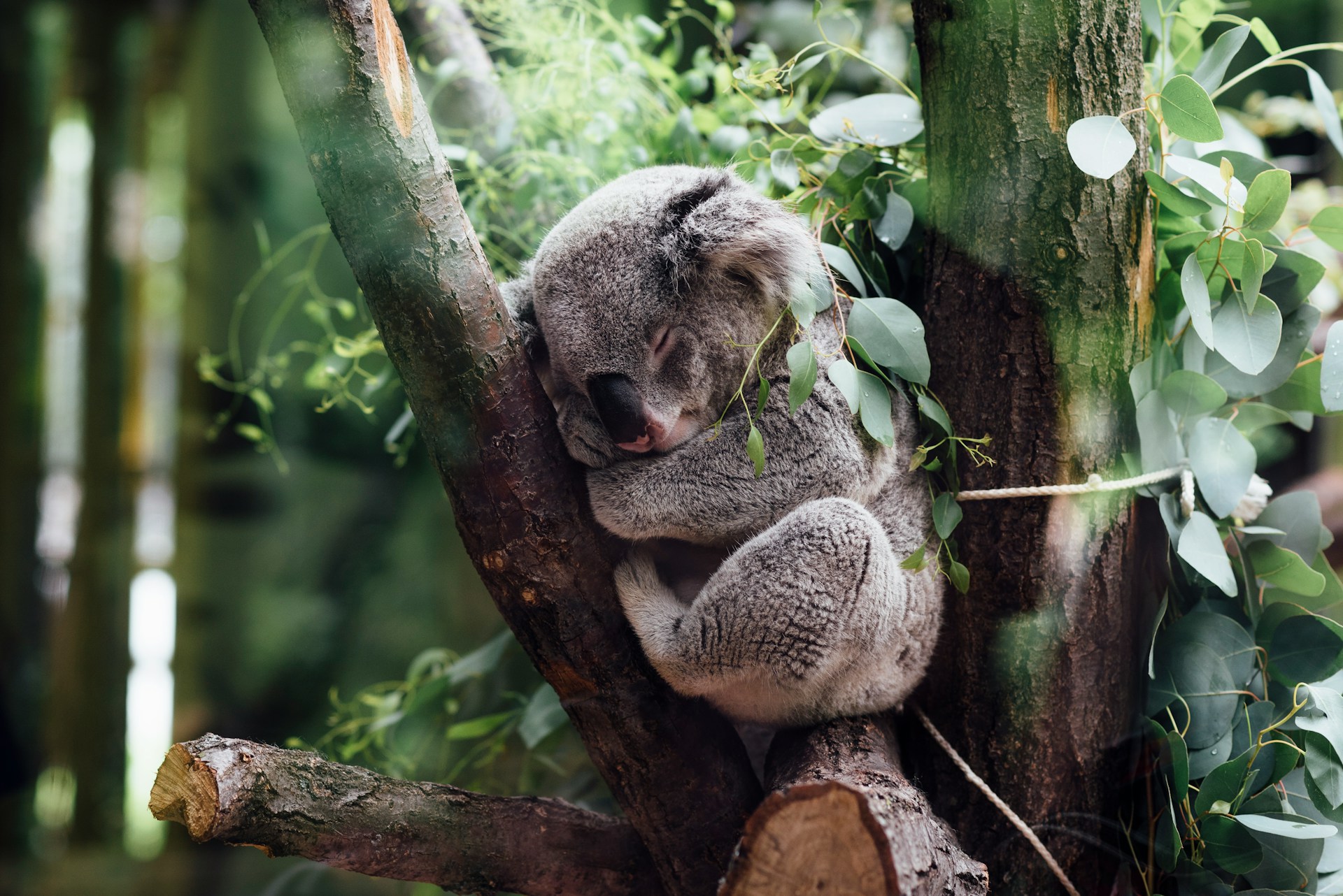 veterinary prishli na pomosch postradavshim v pozharah koalam