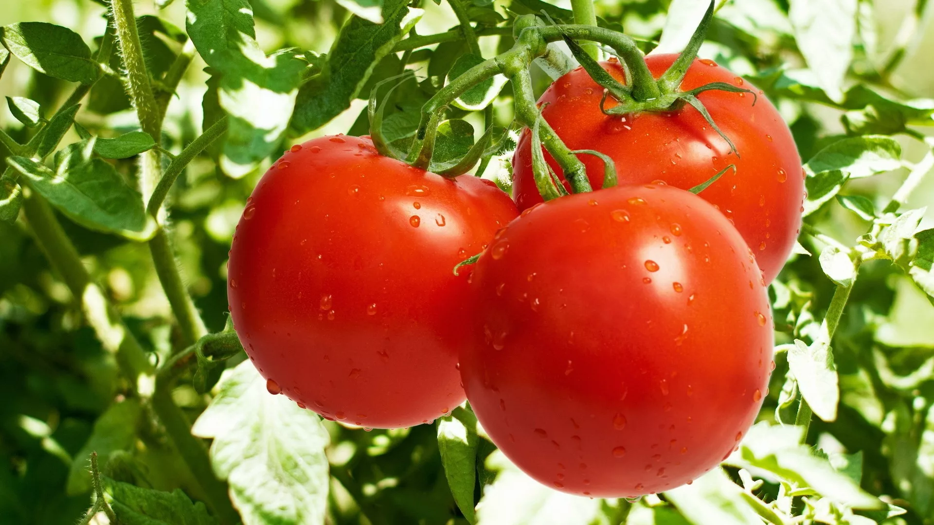 Как обеспечить здоровый рост рассады помидор: секреты опытных огородников