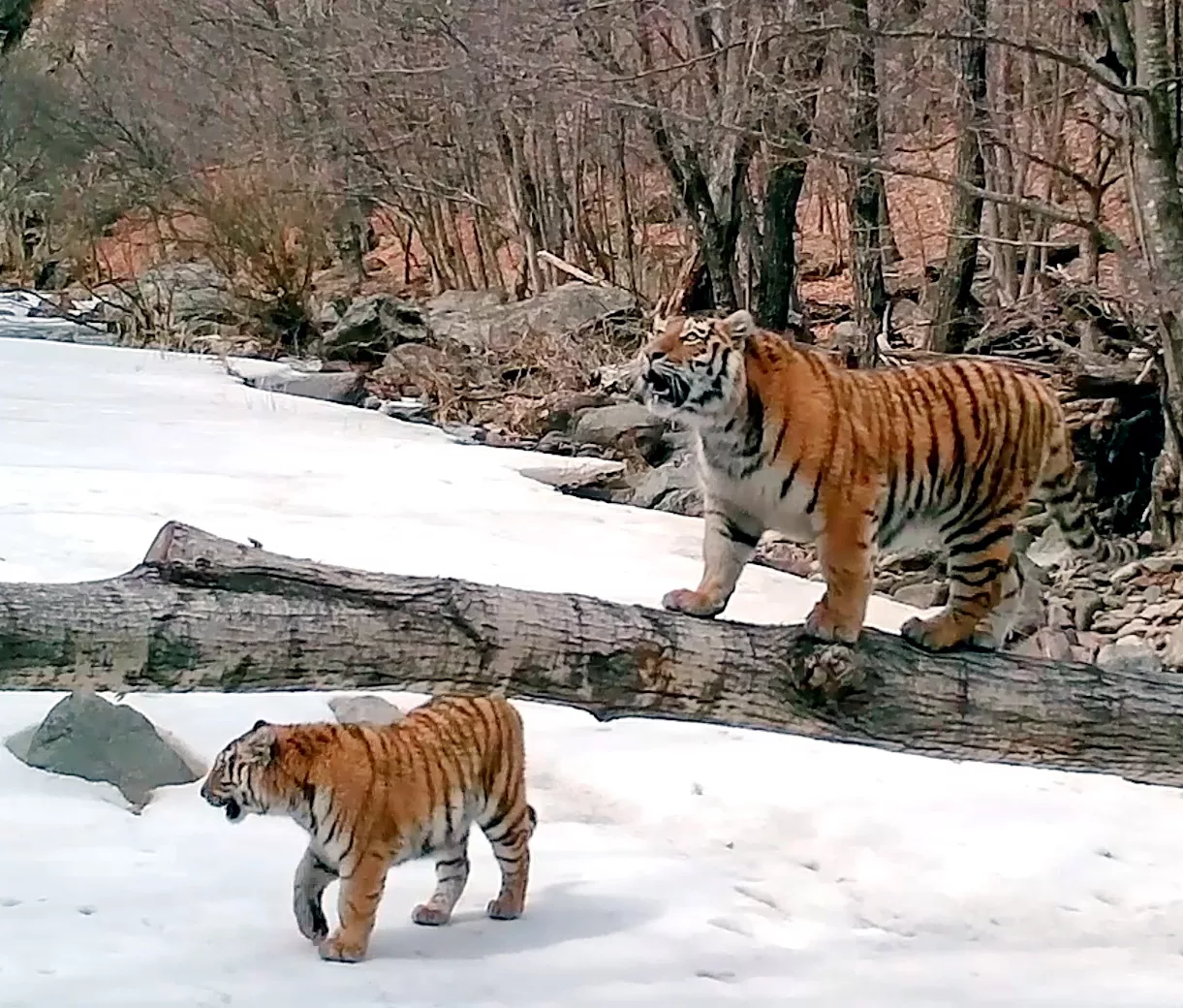 Новый выводок самой знаменитой тигрицы попал на видео в Приморье