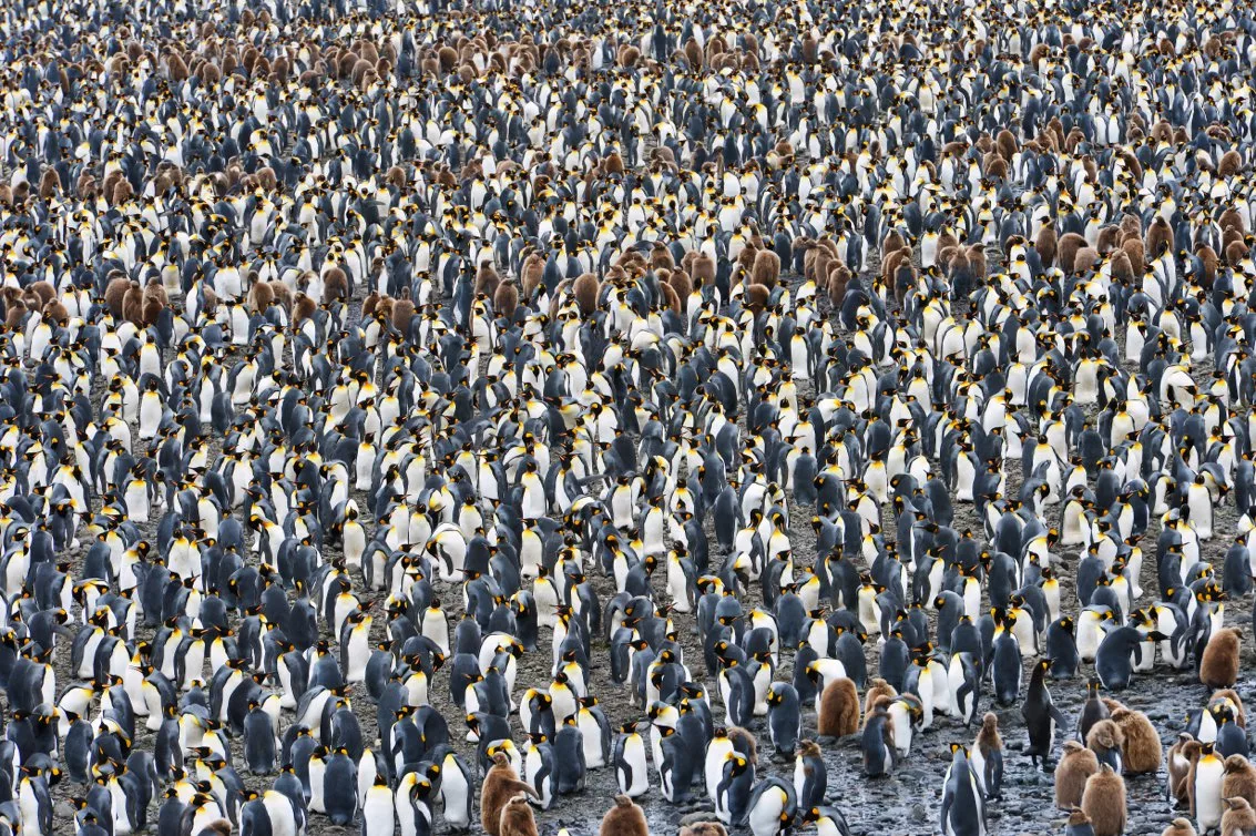 Вакансия дня: счетовод пингвинов в Антарктиде
