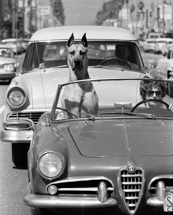 Датский дог рассекает по Голливуду, Калифорния, 1961 год.
