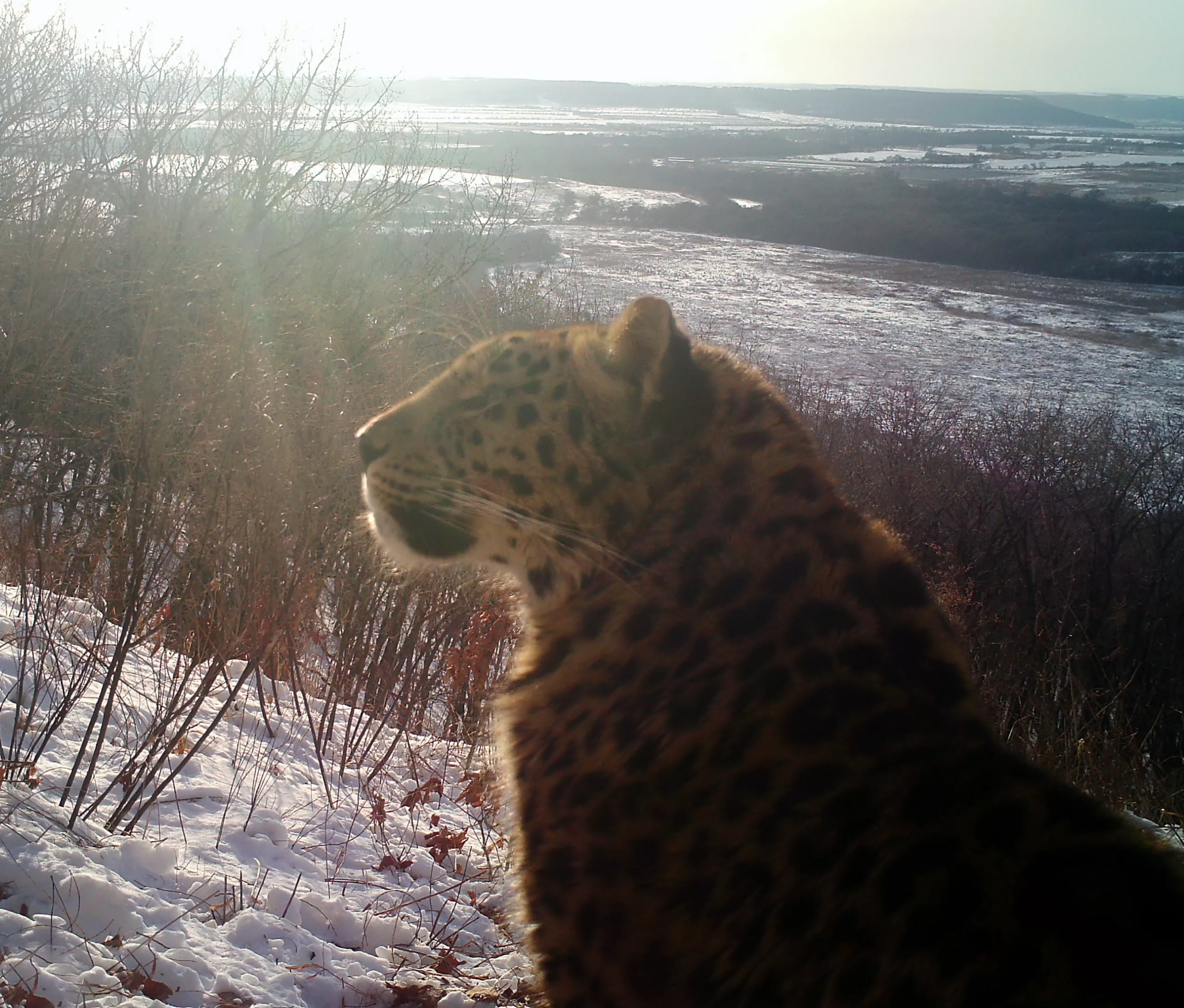 Первопроходец севера: леопард обнаружен на новой территории в Приморье