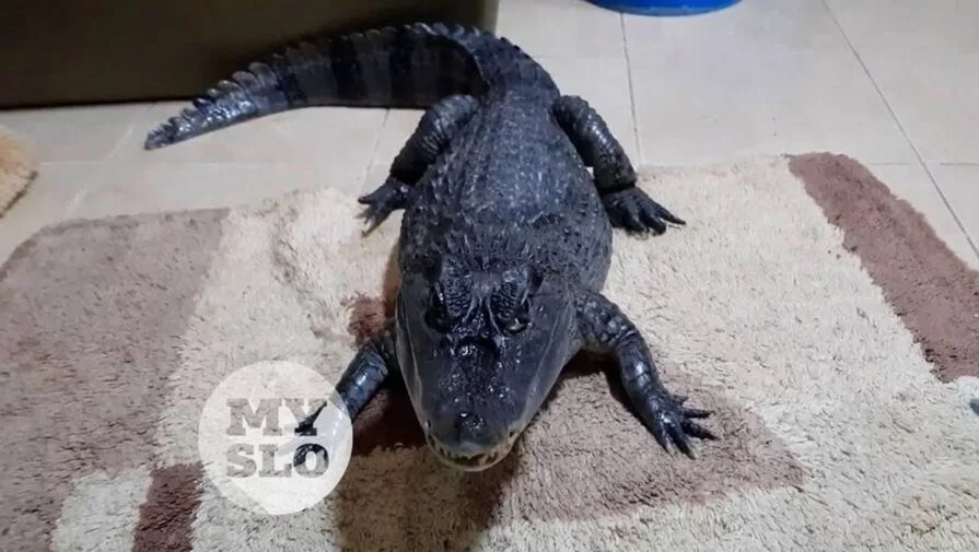 Крокодил Гоша сбежал частного дома в Туле