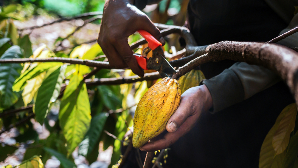 уничтожает плантации какао и традиционные методы не справляются с