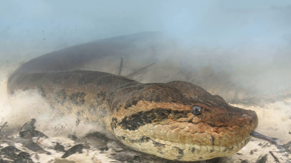 из крупнейших в истории обнаружены останки огромной древней змеи