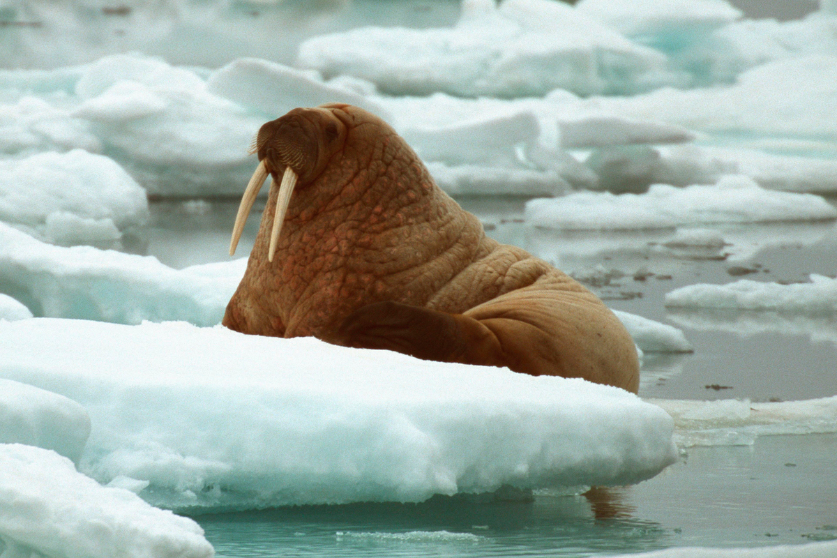 знак в Арктике зафиксирован первый случай смерти моржа от