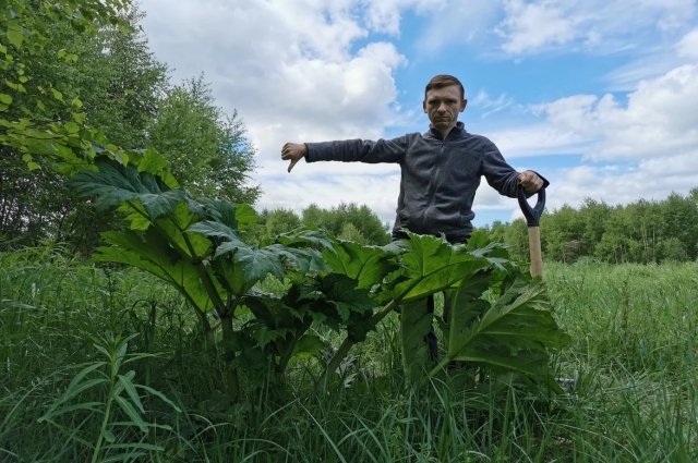 С борщевиком нужно начинать бороться, пока он не зацвел.