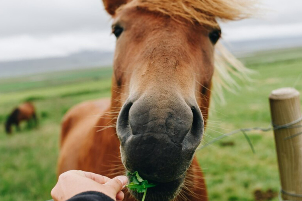 Подмосковье лошадь укусила ребенка перепутала пальцы с морковкой