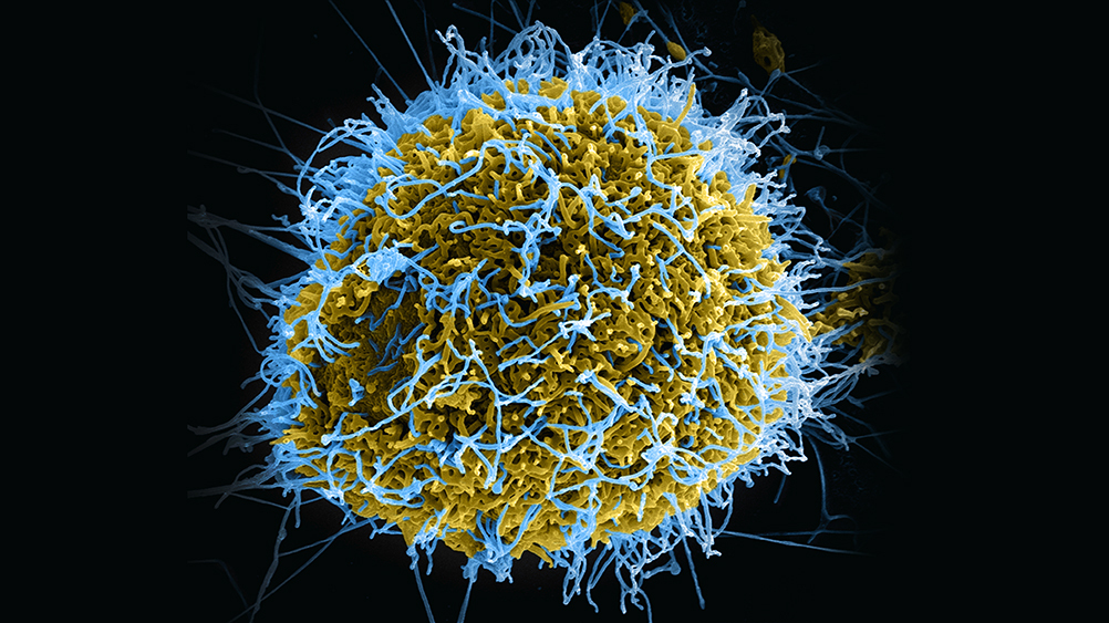 ученые создали мутанта из вируса Эбола