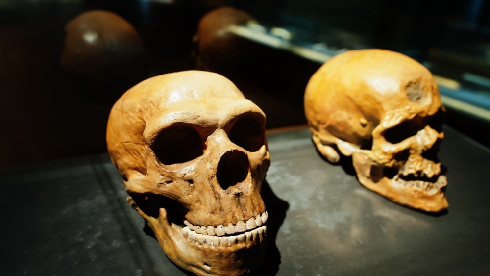 человека дракона в Китае изучили череп возрастом 1 млн лет