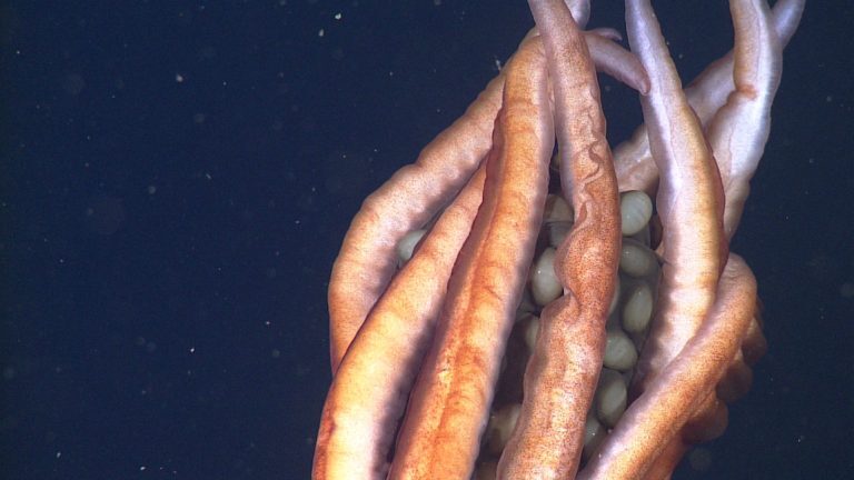 роботы нашли глубоко в океане кальмаров оберегающих гигантские яйца