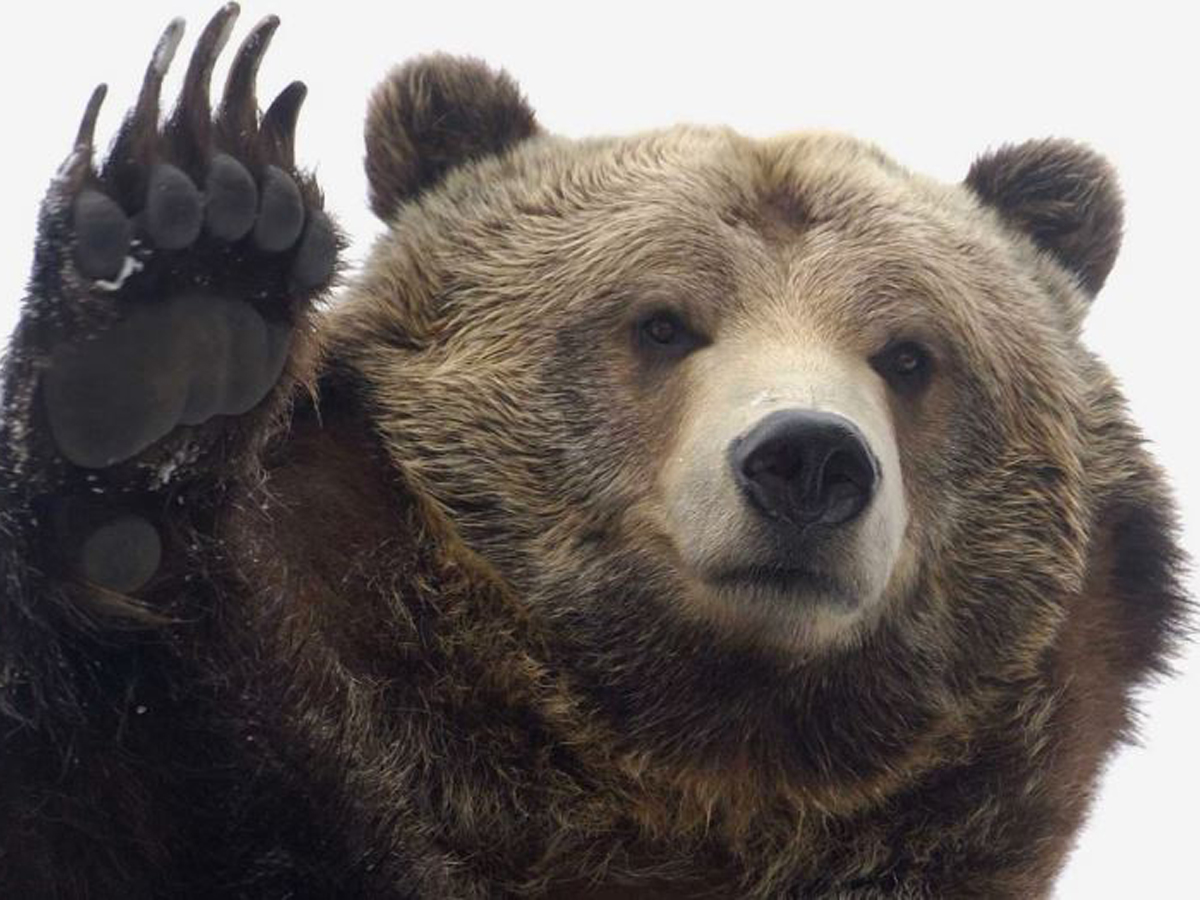 Медведь следил несколько месяцев за женщиной, чтобы ее съесть