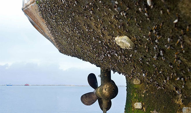 Материал исследован в водах Южно-Китайского моря