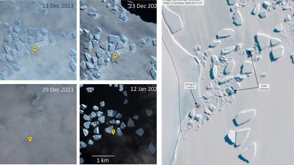 Ученые сняли со спутника поражение пингвинов в борьбе с глобальным потеплением
